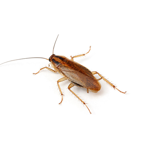 Control de cucaracha alemana León Guanajuato